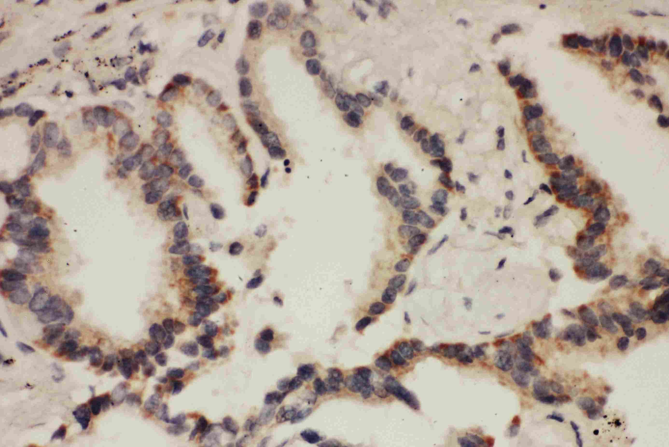 Polyclonal Rabbit anti-Human CUL1 / Cullin 1 Antibody (aa34-52, IHC, WB)