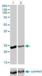 RAB4A / RAB4 Antibody (clone 1C10)
