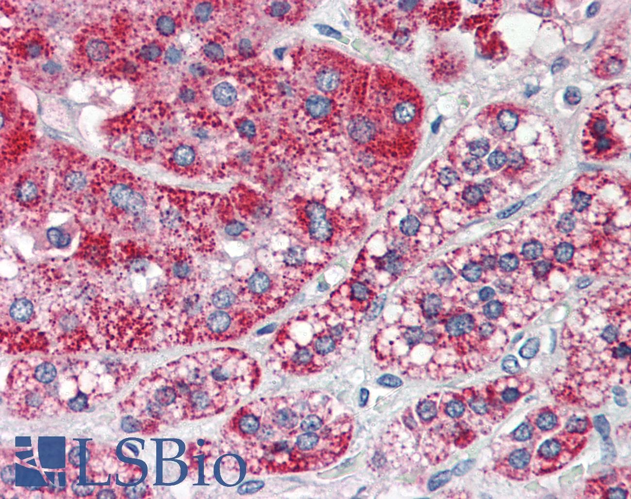 IHC-plus™ F2RL1 / PAR2 Antibody (N-Terminus, clone SAM11)