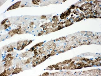 AIFM1 / AIF / PDCD8 Antibody