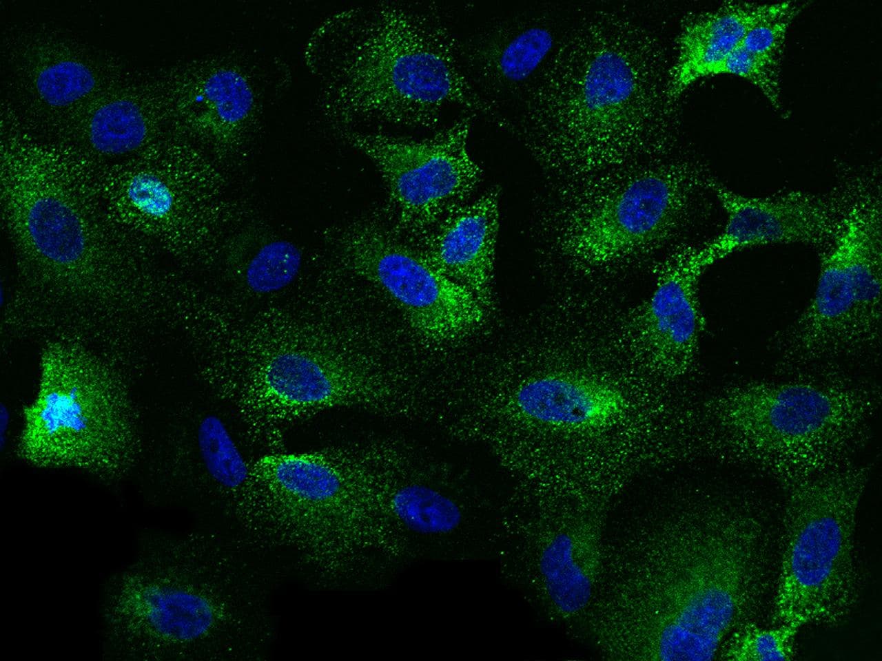 Monoclonal Mouse anti-Human TNFSF10 / TRAIL Antibody (clone 101, Preservative Free, IF)