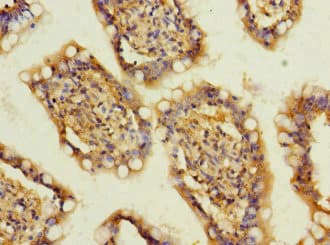 Polyclonal Rabbit anti-Human SLC13A2 / NaCT Antibody (IHC)