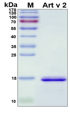 Artemisia vulgaris Art v 2 Protein (Recombinant His, N-Terminal)