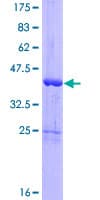 Human GLRX5 / Glutaredoxin 5 Protein (Recombinant GST)