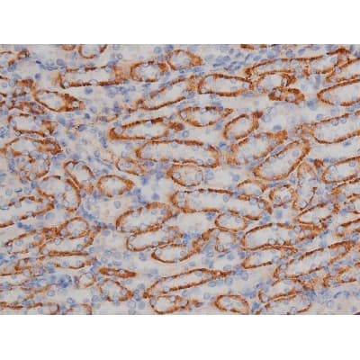 Polyclonal Rabbit anti-Human HSP90AB1 / HSP90 Alpha B1 Antibody (phospho-Ser254, IHC, IF, WB)
