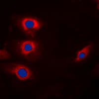CCNB1 / Cyclin B1 Antibody (phospho-Ser147)