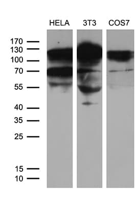 XRN2 Antibody (aa677-779, clone OTI5F4)