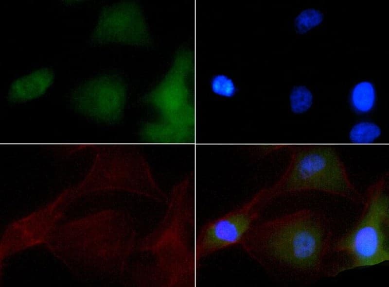 NBR1 Antibody (DY650)