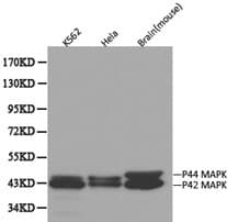 MAPK3 / ERK1 Antibody