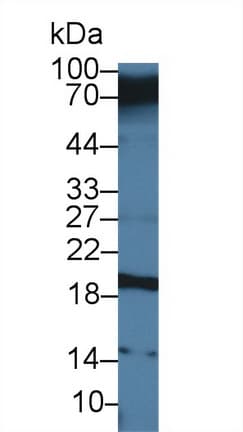 CEACAM7 Antibody (aa147-231)