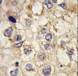 SSR1 Antibody (aa17-46)
