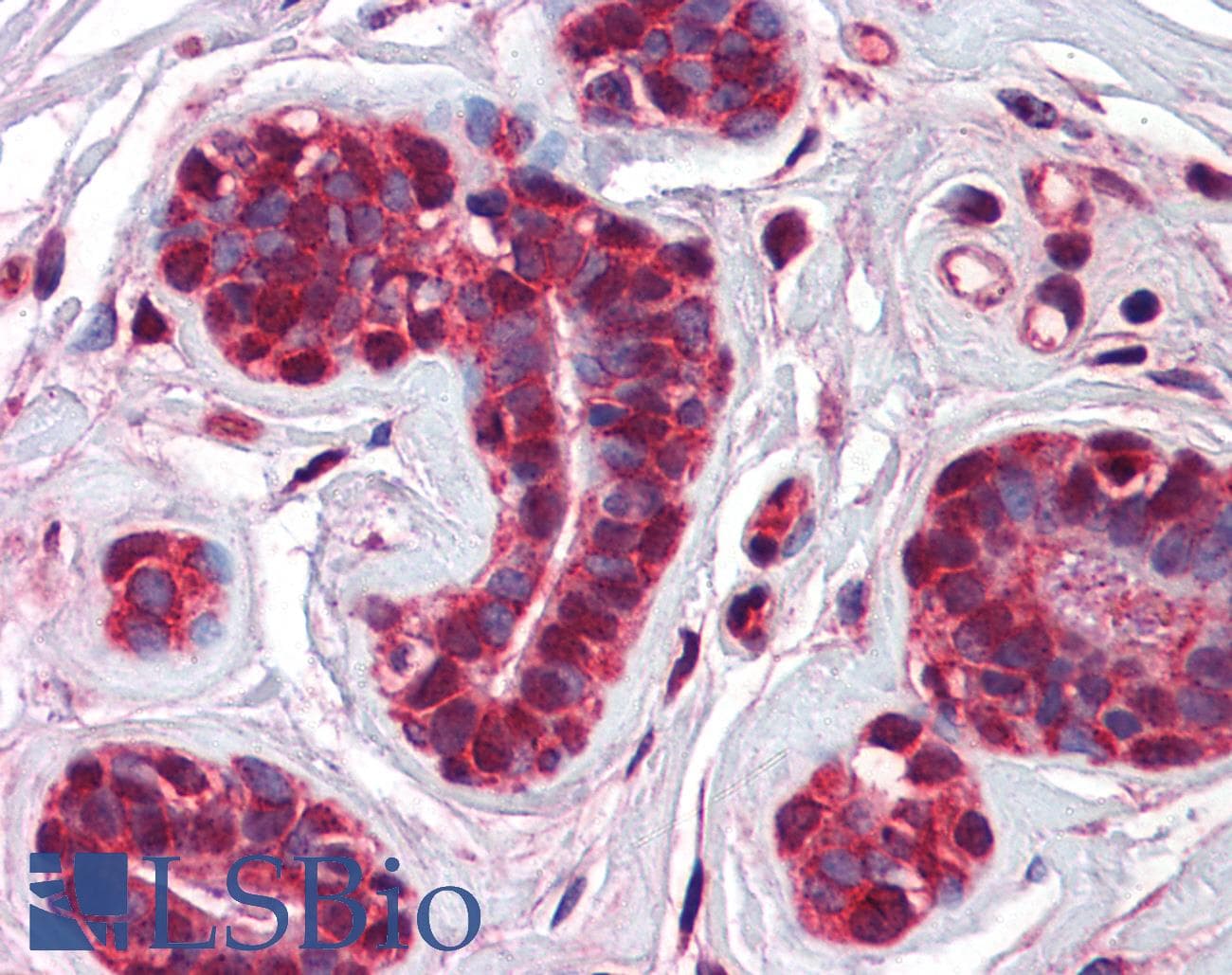 CHFR Antibody (aa36-85)