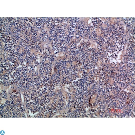 Polyclonal Rabbit anti-Human EGF Antibody (IHC, WB)