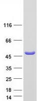 Human GDA / Nedasin Protein (Recombinant Myc-DDK (Flag))
