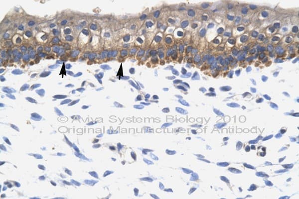 SOX10 Antibody (aa191-240)