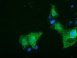 SLFNL1 Antibody (clone OTI2E9)