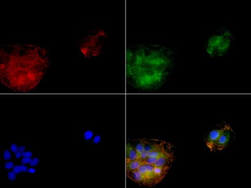 SERPINB4 / SCCA1+2 Antibody (clone UMAB16, Carrier-free)