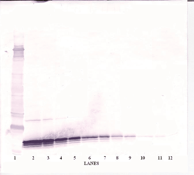 Monoclonal Mouse anti-Human CCL25 / TECK Antibody (WB)