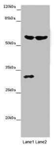 TERF2 / TRF2 Antibody