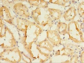 SPIRE2 Antibody (aa79-388, HRP)