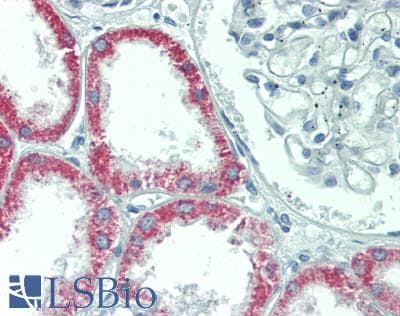 IHC-plus™ GATM / AGAT Antibody