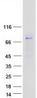 Human LRRC45 Protein (Recombinant Myc-DDK (Flag))