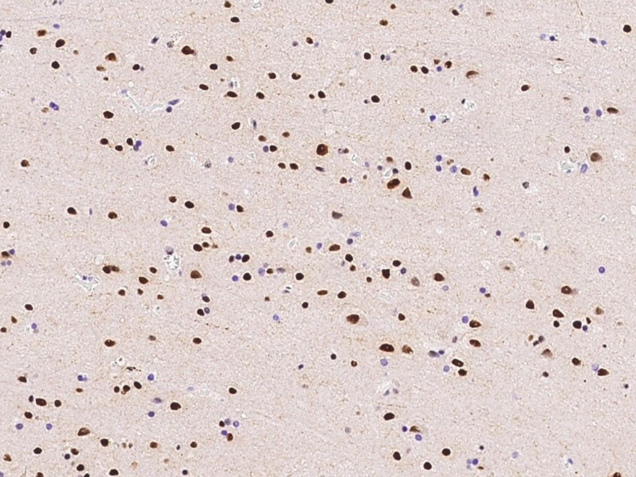 PPIG / Cyclophilin G Antibody