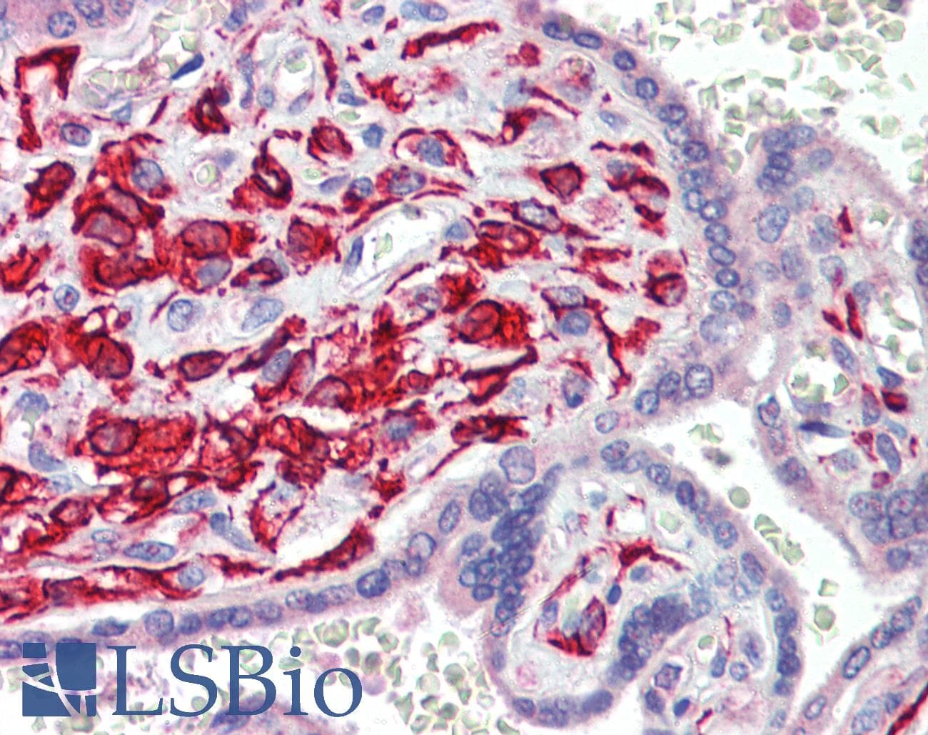 TEAD1 Antibody (C-Terminus)