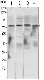 CHUK / IKKA / IKK Alpha Antibody (clone 3G12H9)