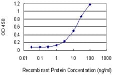 HTR1E / 5-HT1E Receptor Antibody (clone 2E9)