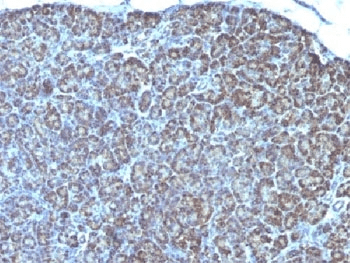 Mitochondria Antibody (clone MTC754)
