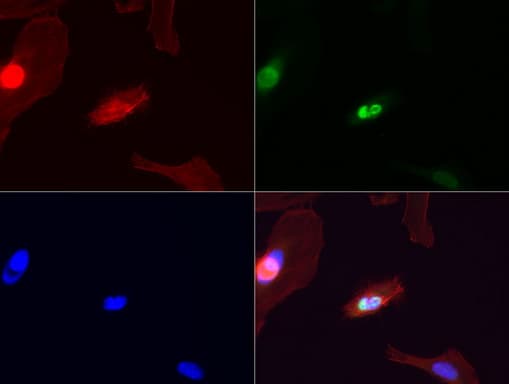 Monoclonal Mouse anti-Human ERCC4 / XPF Antibody (clone UMAB22, IHC, IF)