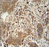 TAGAP Antibody (aa103-129)