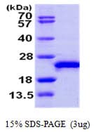 Human RAC3 Protein (Recombinant)