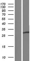RNF138 Protein (Over-Expression Lysate Myc-DDK (Flag))