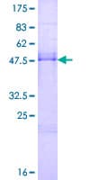 Human RNF138 Protein (Recombinant GST)