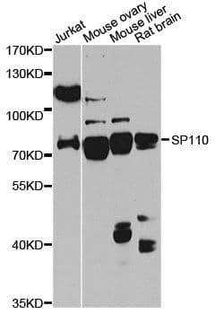 SP110 Antibody