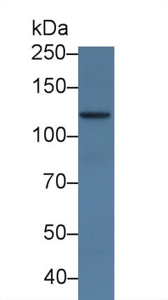 ADCY7 / Adenylate Cyclase 7 Antibody (aa309-491)