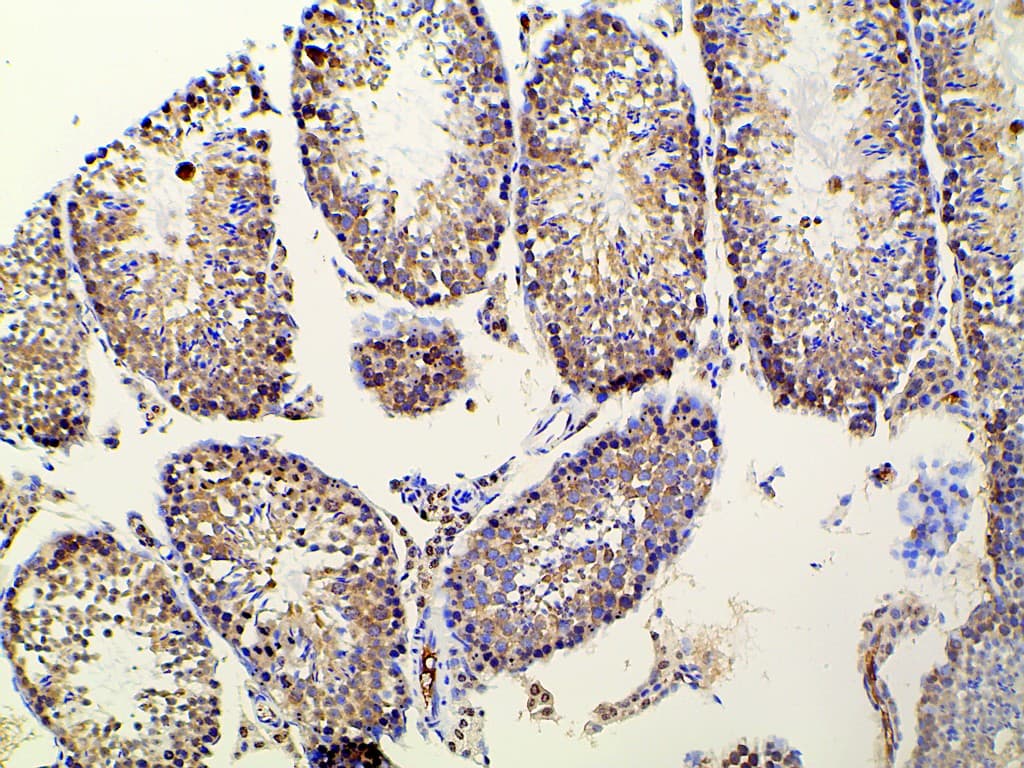 EFNB2 / Ephrin B2 Antibody