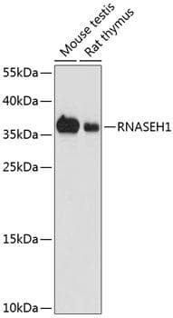RNASEH1 Antibody