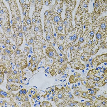 EPO / Erythropoietin Antibody