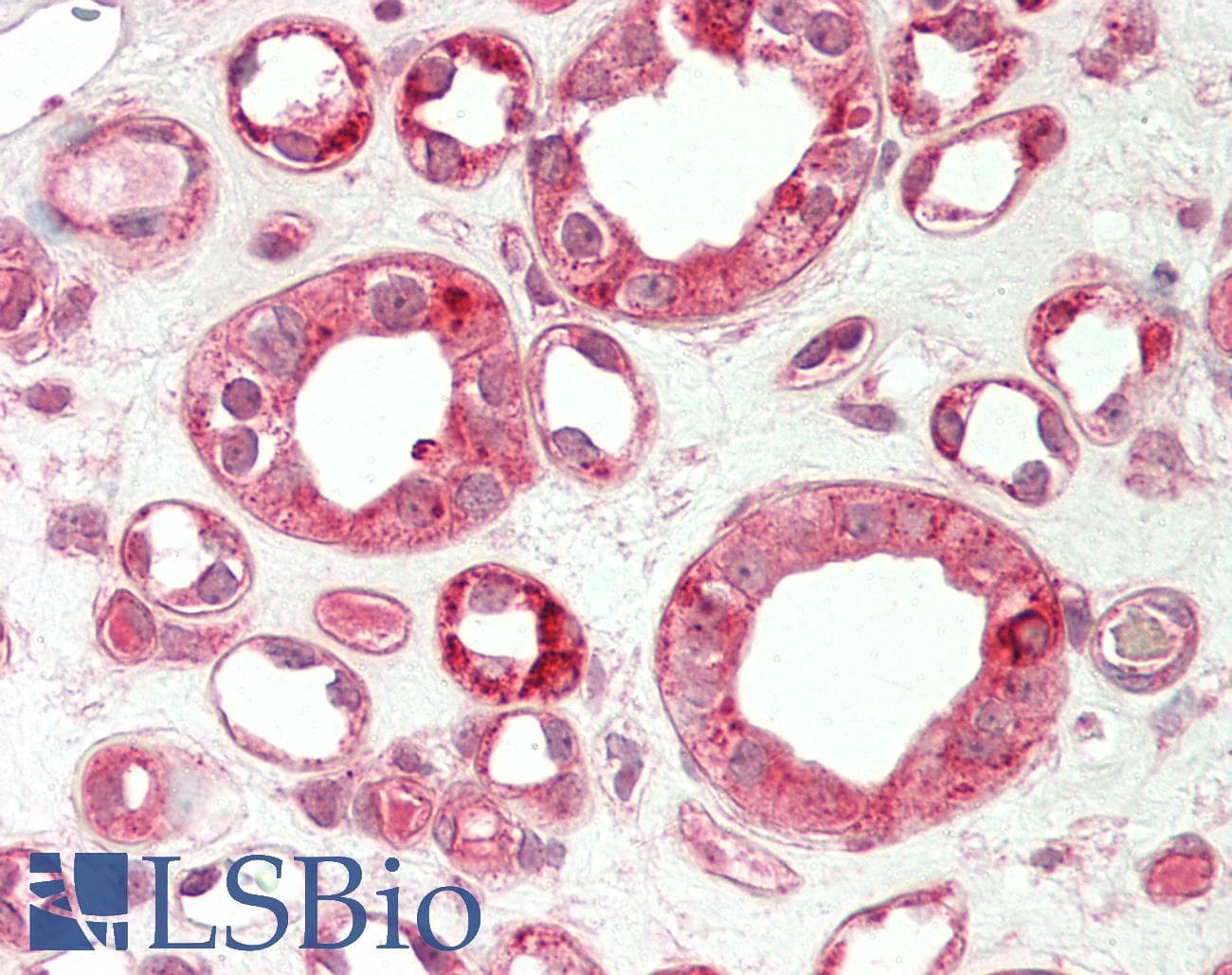 TRIB1 Antibody (C-Terminus)