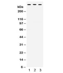 TNXB / Tenascin XB Antibody