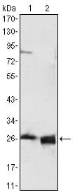 Monoclonal Mouse anti-Human APOA1 / Apolipoprotein A 1 Antibody (clone 5F4F5, WB)