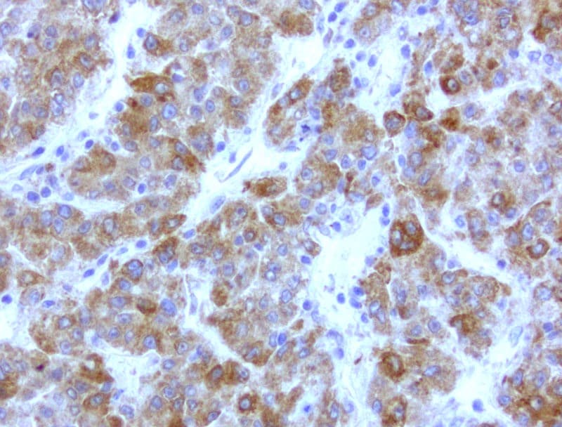Monoclonal Mouse anti-Human WIBG Antibody (clone UMAB209, IHC, IF, WB)