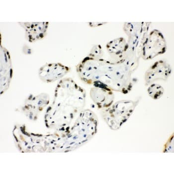 Polyclonal Rabbit anti-Human SP5 Antibody (aa246-275, IHC, WB)