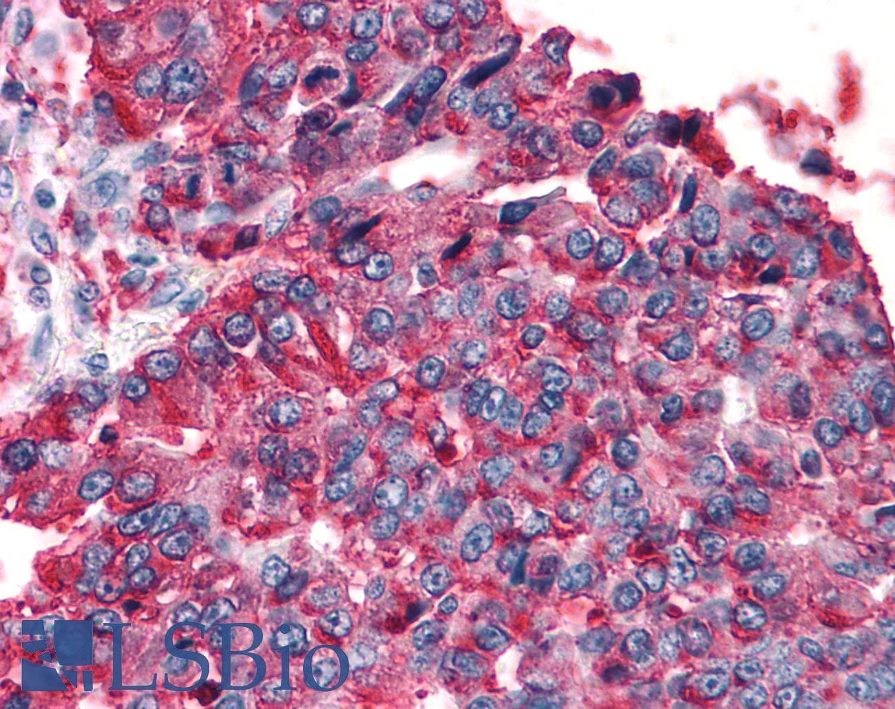 PathPlus™ T1R3 / TAS1R3 Antibody (N-Terminus)
