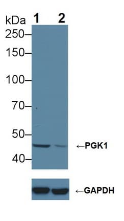 Polyclonal Rabbit anti-Human PGK1 / Phosphoglycerate Kinase Antibody (aa2-417, WB)