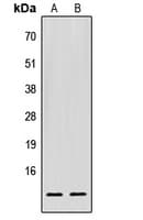 EIF1 Antibody (C-Terminus)