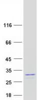 Human UBE2K / LIG Protein (Recombinant Myc-DDK (Flag))